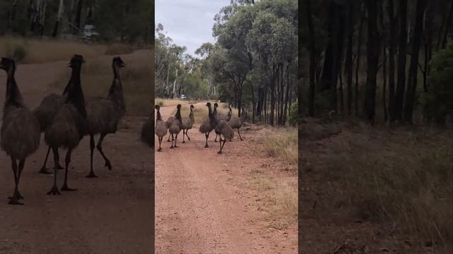 old man Emu