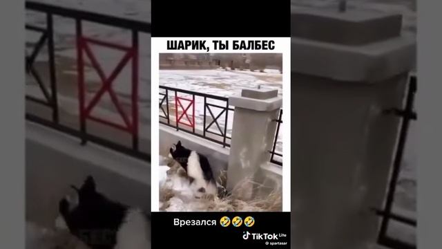 СМОТРЕТЬ ДО КОНЦА🤣🤣🤣