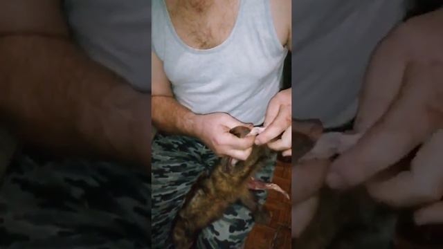 Промысел /тайга/Добавляем вес Соболю.