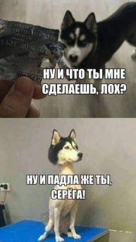 Самые топовые и смешные приколы