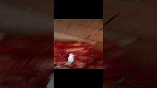 1000010229.mp4