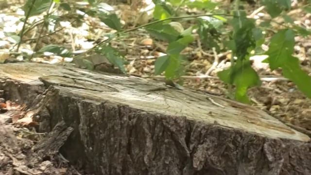 Giant Ichneumon Wasp