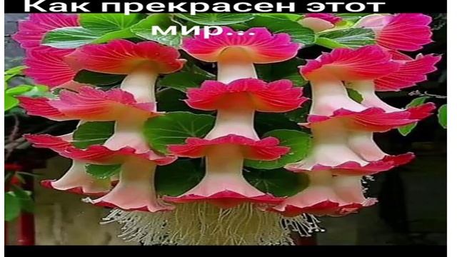 Как прекрасен этот мир