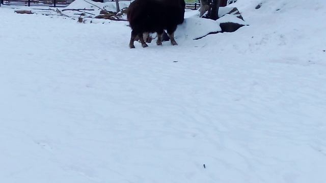 Московский зоопарк. Овцебык.