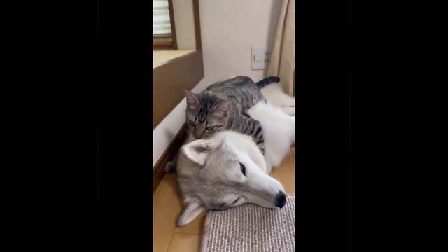 Обнимает