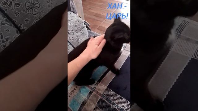 1000023774.mp4 Красавчик! #котики