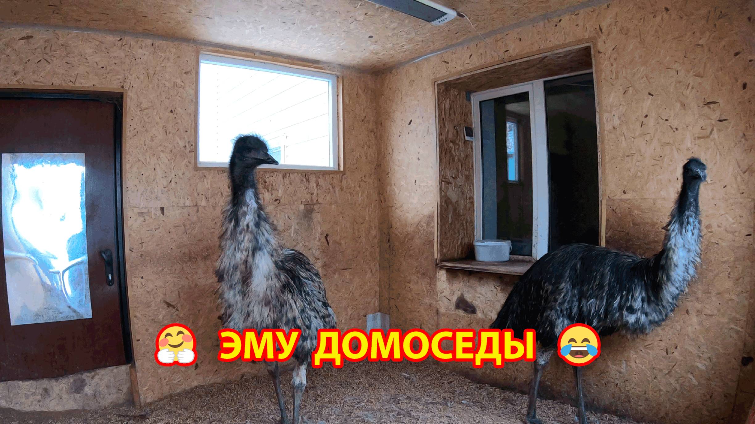 Эму домоседы не пошли гулять