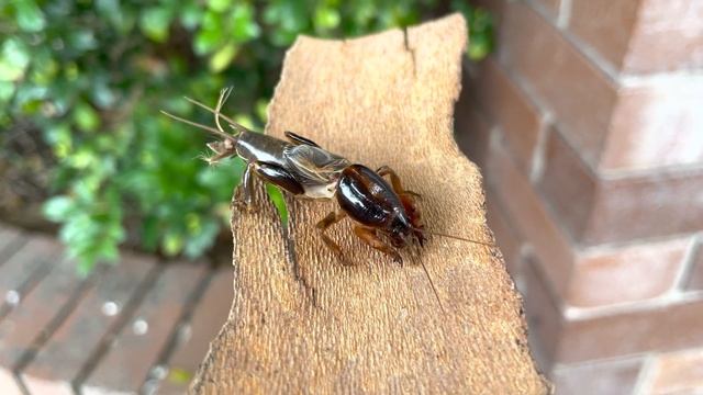 Southern Mole Cricket (Gryllotalpa australis) - Part 2 (2023-01-11)