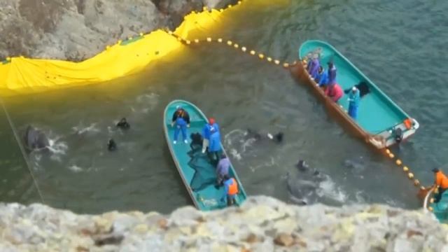 Taiji cove: 5 horrible facts about dolphin hunting