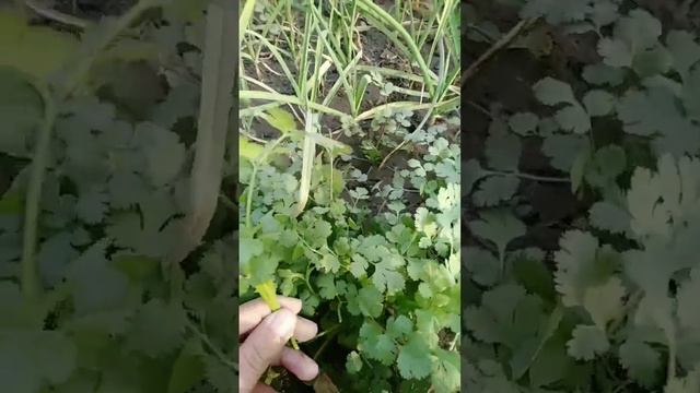 Winter vegetable harvest #coriander#shorts