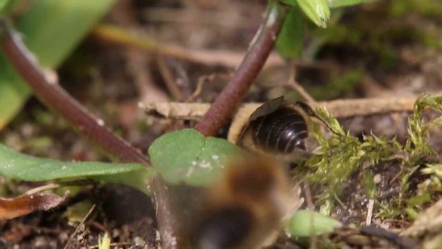 Colletes cunicularius männchen