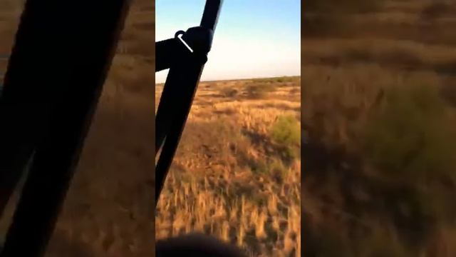 Bird's eye view of African Wildlife