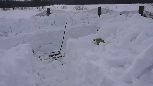 Срочно ешьте снег, приближайте весну. Подготовка пасеки к выставке пчел.