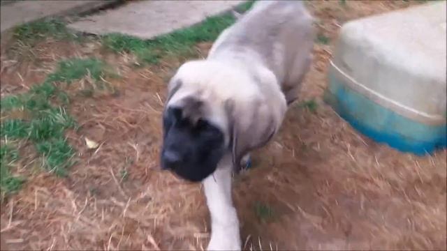 chiot mastiff mâle au collier bleu de Mikado et lemon 9 semaines