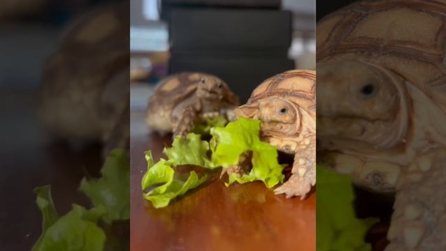 Beefcake's lunch with Pong