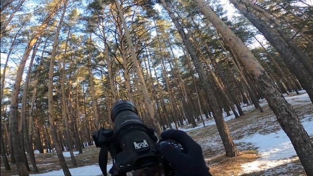 Косули в дикой природе  Фото видео прогулка