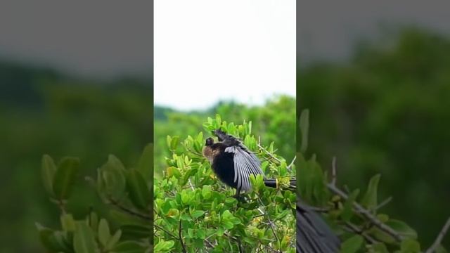 Anhinga bird drying off feathers with something in its beak??