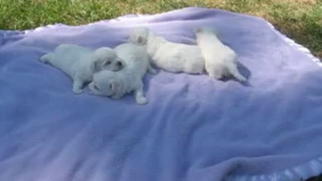 Fun in the Sun with 4 maltese puppies