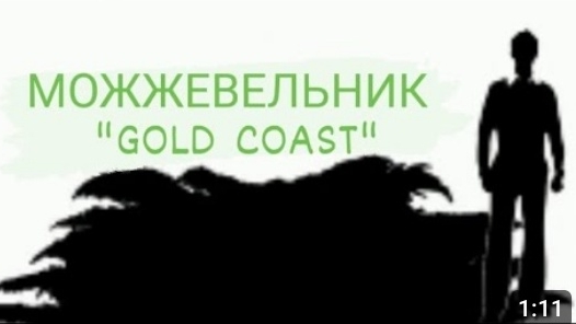 Можжевельник средний Голд Кост "Gold Coast"