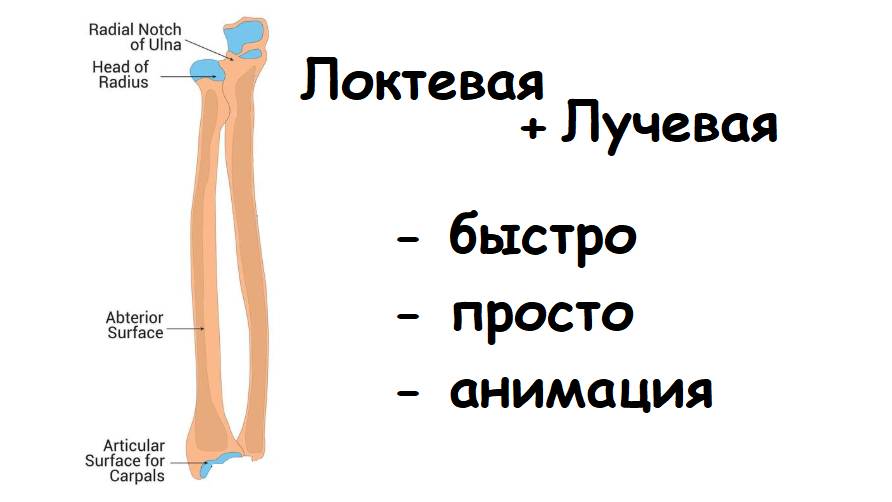 АНАТОМИЯ ЛУЧЕВОЙ И ЛОКТЕВОЙ КОСТИ ЗА 3 МИНУТЫ