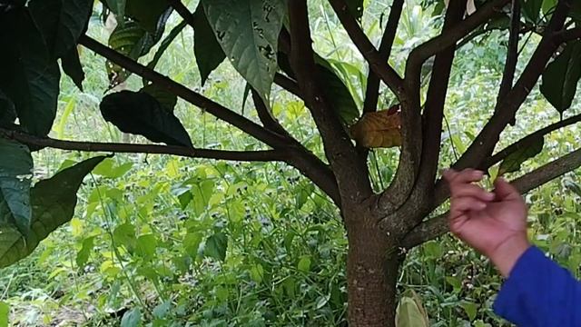 PERAWATAN KAKAO KLON 45