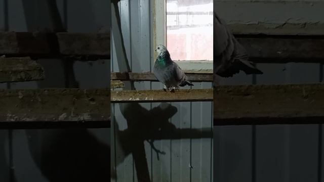 мои голуби