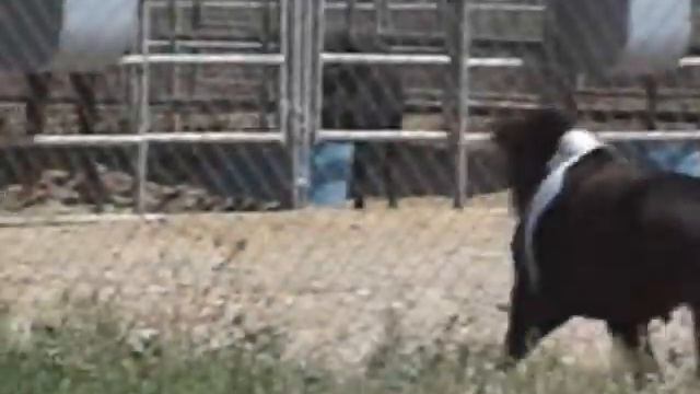 Colourtimes Prince of Rain - Miniature Horse Stallion