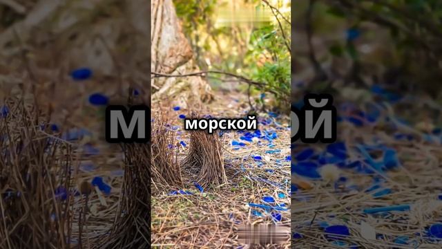 Необычные брачные ритуалы животных #shorts #шортс #интересныефакты #удивительныефакты #факты #наука