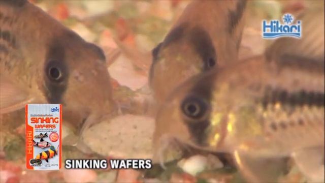 Tropical diets Sinking Wafers