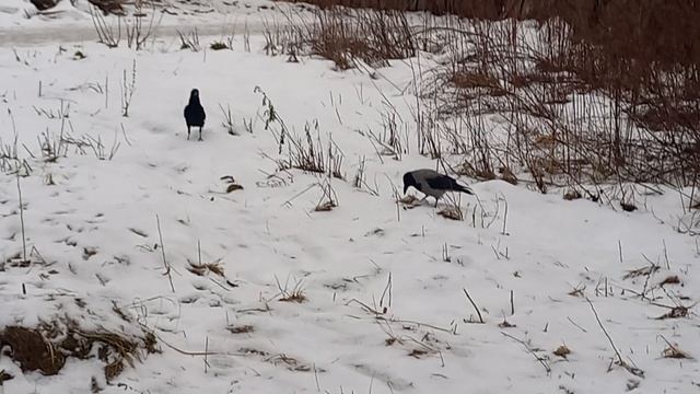 Фея и толстые городские вороны