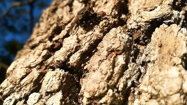 Flies mating