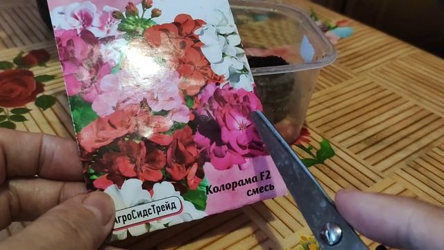 Пеларгония из семян. Особенности посева.