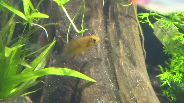 Apistogramma borelli Pielęgniczka żółta