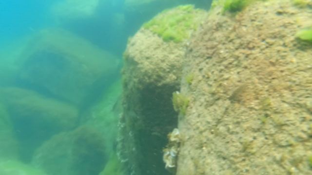 ПОДВОДНОЕ МОРСКОЕ ПУТЕШЕСТВИЕ В ОЛЬГИНКЕ. ЧИСТОЕ МОРЕ И РАЗНОРЫБЬЕ.