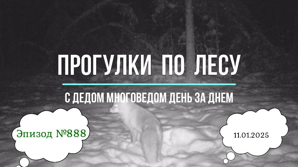 Прогулки по лесу. День за днем с дедом Многоведом. 11 января 2025г. Эпизод 888.