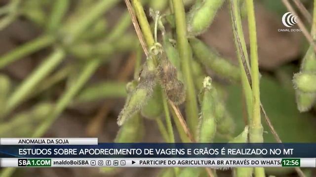 Agricultura BR 2ª Edição | 28/05/2024