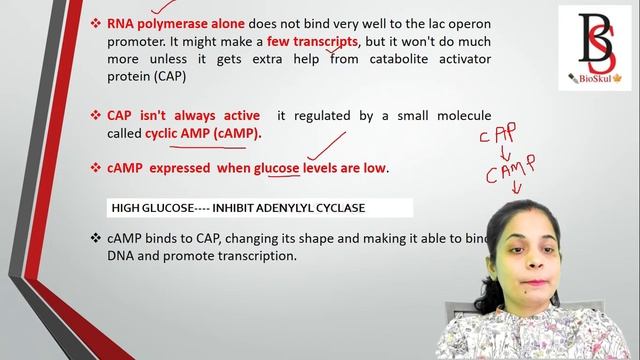 Catabolite Repression: Positive Control of Lac Operon// Role of CAP & cAMP