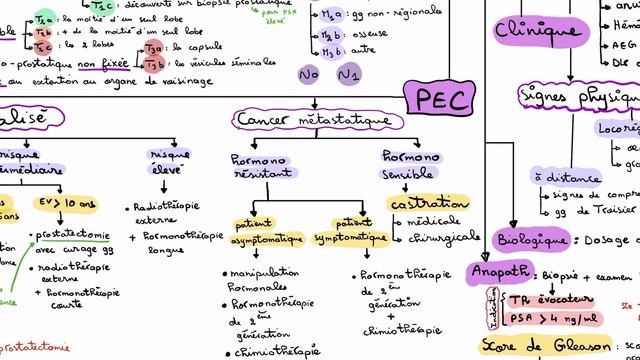 📌 Cancer de la prostate || un résumé d’une seule page ✨