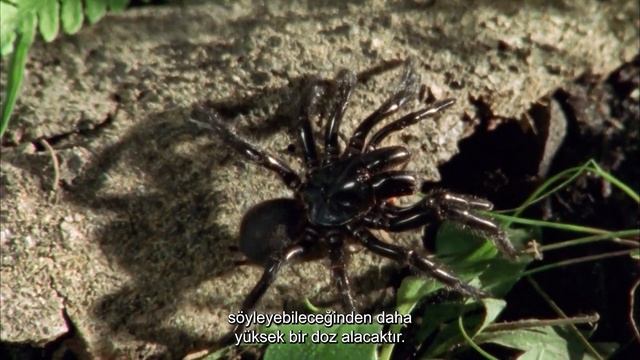 The Dark Side of Nature: Terrifying Encounters with Deadly Creatures | Wild Ones