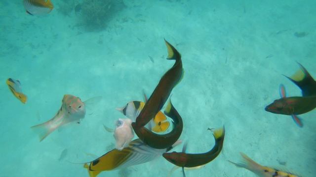 МААФУШИ ДОМАШНИЙ РИФ КОРМЛЕНИЕ РЫБ
Home reef Maafushi Fish feeding Maldives