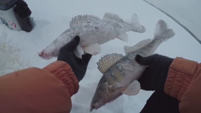 Ловля берша в глухозимье. Берш на тюльку