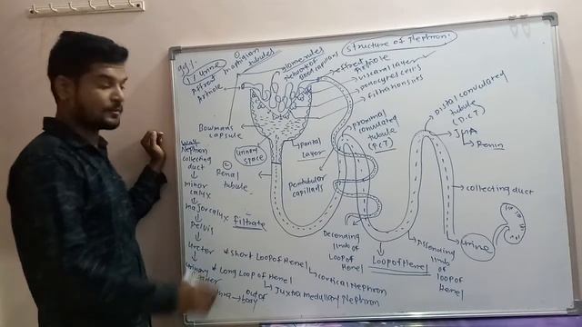 Structure of nephron