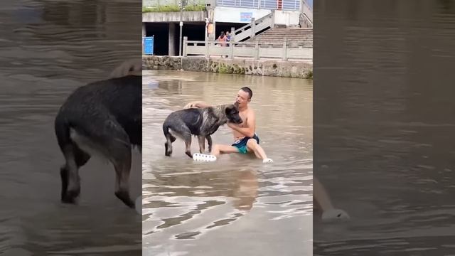 Smart Dog Saves People😍🐶  Dogs are Friends, Not Animals  #8