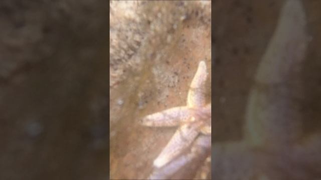 Морская звезда