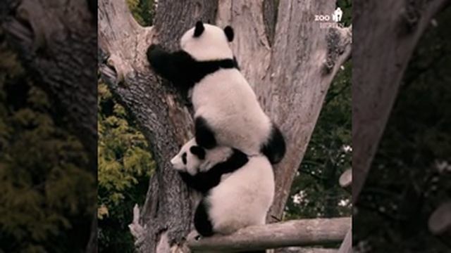 лазанья🐼панды