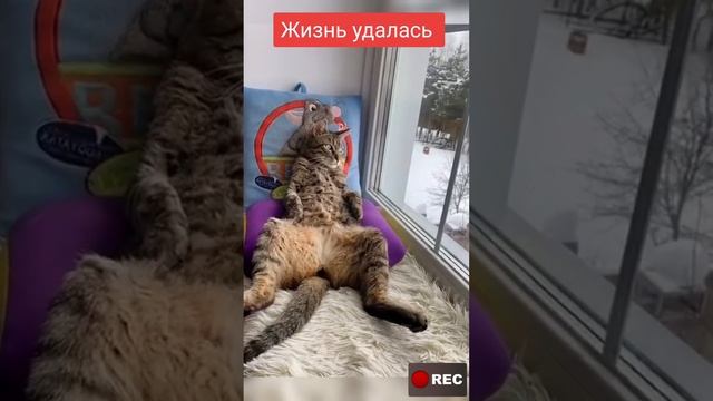 Жизнь удалась