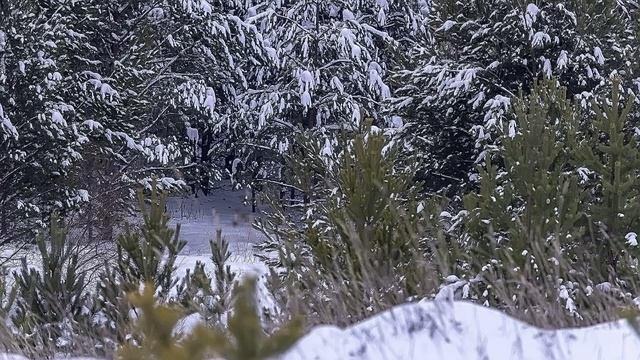 Зимний поход в Аргинский заказник  03 января 2025г