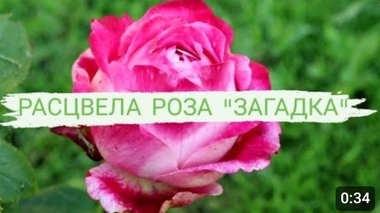 Расцвела роза загадка🌹