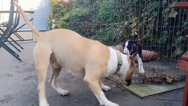 Bull Terrier Puppy: Levi Meets His New Friend Winnie