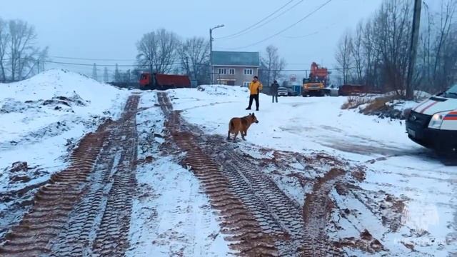 Спасение собаки по кличке Сынок спасателями МЧС